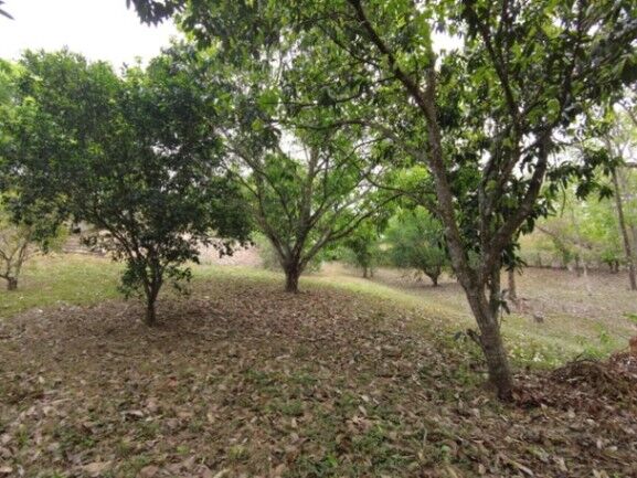 MLS-23-2437 VENTA LOTE OROTINA ALAJUELA en Orotina, Alajuela — ₡ 80 000 000