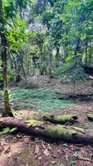 Terreno a la venta en Guápiles, Limón in Guápiles, Pococí, Limón — 20 000 000 ₡ - Photo 4 of 16