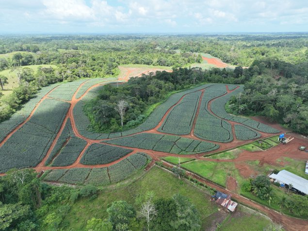 Finca de 67 hectáreas con producción de piña en Los Lirios, Alajuela en San Jorge, Los Chiles, Alajuela — $1,300,000 - Foto 3 de 8