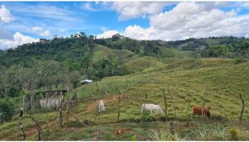 Farm For Sale Limoncito, Coto Brus, Puntarenas