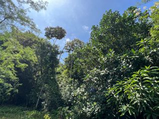 TERRENO EN VENTA CON JUNGLA NATIVA Y ACCESO DIRECTO en Volcán, Buenos Aires, Puntarenas — 60 000 000 ₡ - Foto 2 de 8