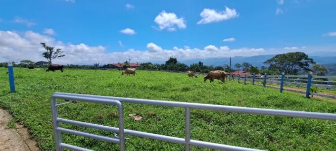 FINCA LECHERA A PUERTA CERRADA en Santa Teresita, Turrialba, Cartago — $1,500,000