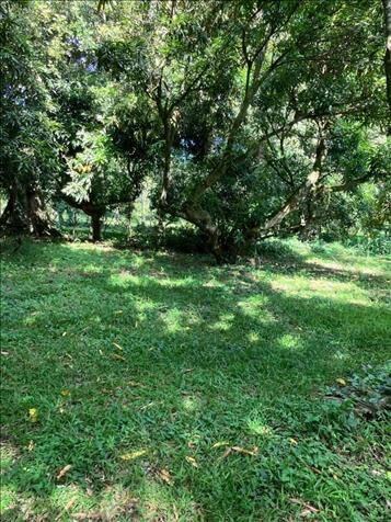 SE VENDE ESPECTACULAR FINCA EN EL GUISARO DE ATENAS. en Atenas, Alajuela — ₡ 550 000 000