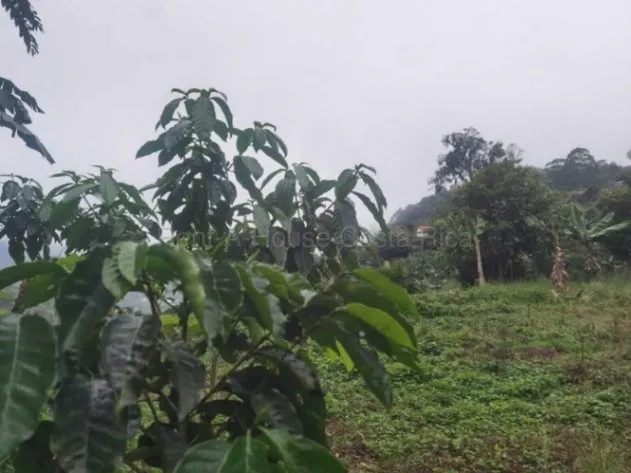 Venta de Lote en Orosi-Palomo, de Cartago. RAH 27-98 en Paraíso, Cartago — $142,862 - Foto 3 de 6