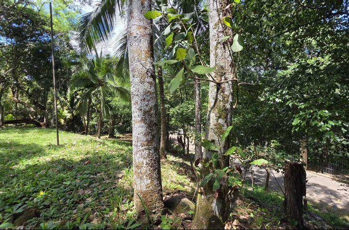 Lote con quebrada y bosque/2506m2/SAN MATEO in Labrador, San Mateo, Alajuela — ₡ 100 000 000