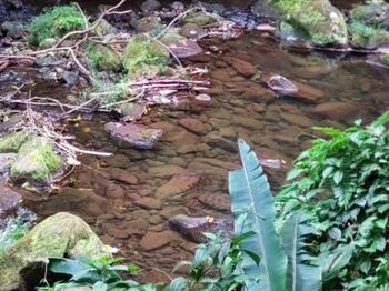 Terreno a la venta en Jiménez, Guápiles en Jiménez, Pococí, Limón — 42 000 000 ₡ - Foto 4 de 7