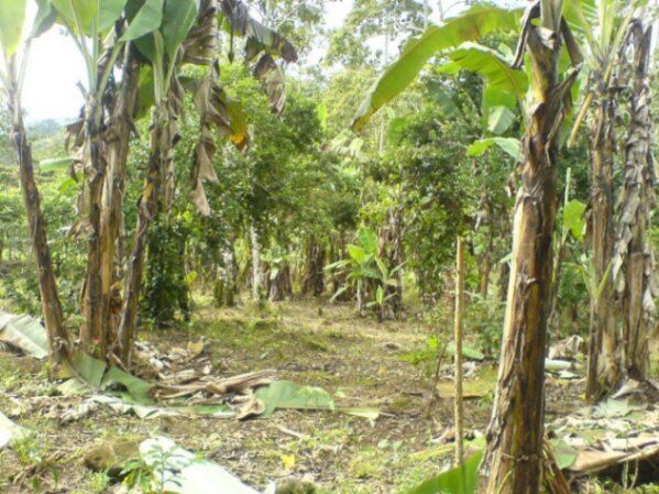 MLS-23-2560 KQ VENTA LOTE LA ORTIGA TURRIALBA  in Santa Teresita, Turrialba, Cartago — ₡ 43 500 000