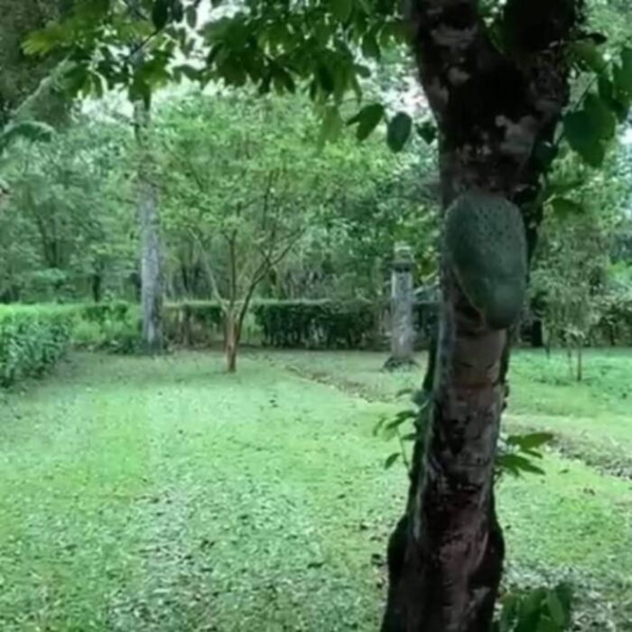 ESPECTACULAR PROPIEDAD Y CASA EN FLORENCIA DE SAN CARLOS.  en Florencia, San Carlos, Alajuela — $250,000