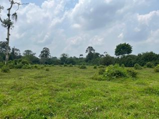 SE VENDE BELLA FINCA EN SAN RAFAEL DE GUÁPILES. en Guápiles, Pococí, Limón — 208 000 000 ₡ - Foto 5 de 5
