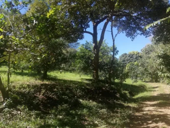 For sale: spacious 5.6-hectare farm in Orotina, Alajuela 21-1635 in Orotina, Alajuela — $1,681,600 - Photo 3 of 22