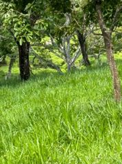 High Yield Livestock Farm - Miramar de Puntarenas en Miramar, Montes De Oro, Puntarenas — 837 600 000 ₡ - Foto 5 de 17