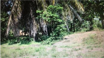 Land For Sale Savegre, Quepos, Puntarenas