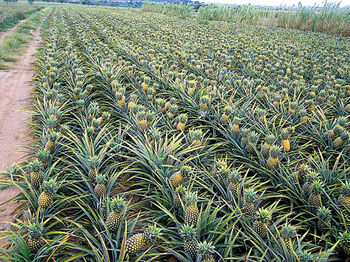 Finca en Venta Quesada, San Carlos, Alajuela