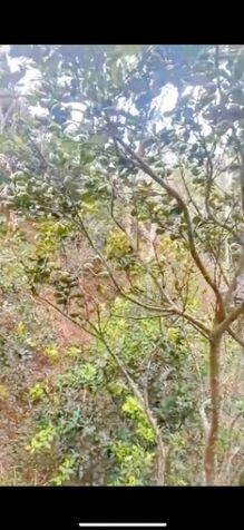 Se vende finca en Tabarcia de Mora, Ciudad Colón. in Tabarcia, Mora, San José — ₡ 250 000 000