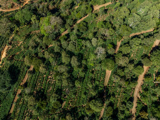 Oportunidad: Venta de Finca Cafetalera en Naranjo, Inversión Ideal en San Miguel, Naranjo, Alajuela — $1,700,000 - Foto 5 de 47