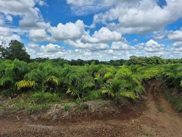Venta de finca productiva de 77 hectáreas con lagunas y viviendas #26-834 GS in Río Cuarto, Alajuela — $2,135,000