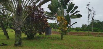 Venta de Quinta en Guácimo-Limón. RAH 27-81 en Guácimo, Limón — 50 000 000 ₡ - Foto 4 de 17