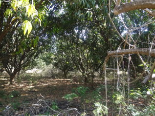 Terreno 2.9 Ha cerca del Hotel Riu Guanacaste en Sardinal, Carrillo, Guanacaste — $1,015,000 - Foto 2 de 3
