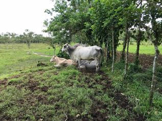 VENTA DE BELLA FINCA DE 5 Ha EN RIO FRIO DE SARAPIQUI en Las Horquetas, Sarapiquí, Heredia — $161,600 - Foto 5 de 6