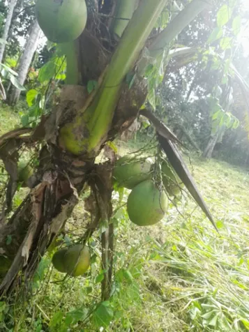 Lindo terreno para construir  en Guácimo, Limón — ₡ 48 000 000 - Foto 3 de 7