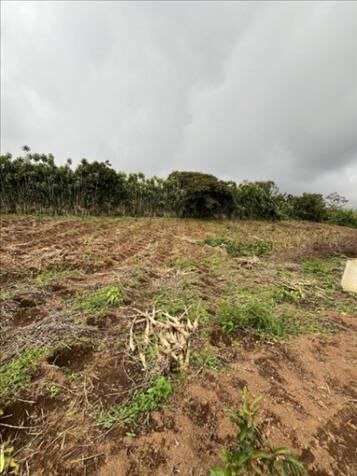 Lotes en venta Sabanilla de Alajuela Financiados 21 000 000 sin intereses / Contado Negociable  en Sabanilla, Alajuela — ₡ 21 000 000