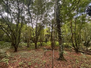 🌿 Terreno en venta El Futuro, La Tigra | 2.773 m²  |  ₡49.000.000 en La Tigra, San Carlos, Alajuela — 49 000 000 ₡ - Foto 2 de 19