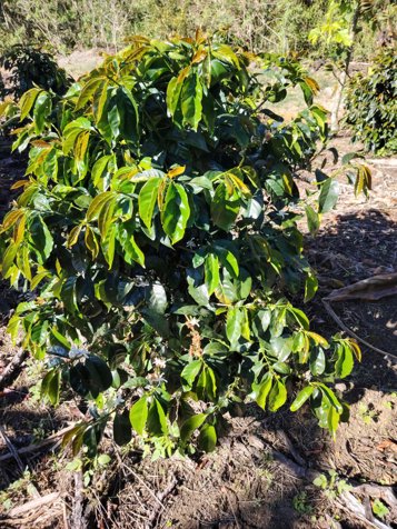 EN VENTA: Espectacular Finca Agrícola y Forestal en Santa María de Dota en Santa María, Dota, San José — ₡ 525 000 000