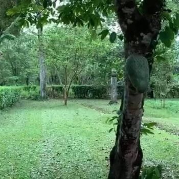 Propiedad en La Florencia de San Carlos, Alajuela, Costa Rica – Oportunidad de inversión. en Florencia, San Carlos, Alajuela — $250,000 - Foto 4 de 10