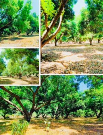 🌳• PARECELAS EN VENTA •🌳 en Pitahaya, Puntarenas — ₡ 50 000 000