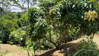 SE VENDE LOTE EN ZARAGOZA, PALMARES in Zaragoza, Palmares, Alajuela — $82,000 - Photo 4 of 10