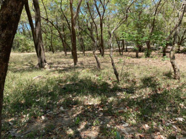 Terreno en Nosara, Guanacaste. in Nosara, Nicoya, Guanacaste — ₡ 110 000 000