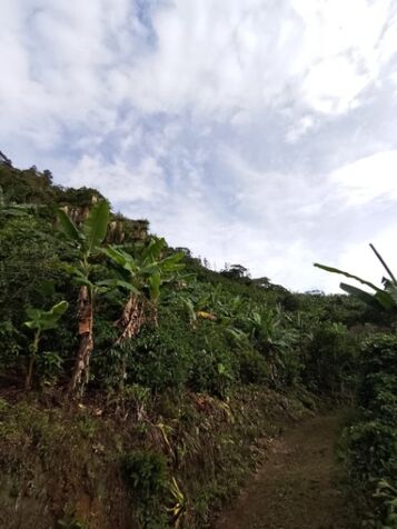 FINCA CAFETALERA en San Isidro De El General, Pérez Zeledón, San José — ₡ 30 000 000