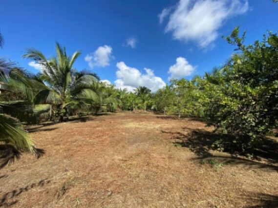 Lindo lote cerca de playas, ríos y parques nacionales  en Puerto Jiménez, Golfito, Puntarenas — ₡ 15 000 000