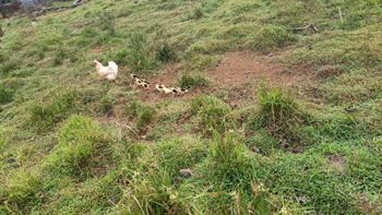 SE VENDE ÚTIL FINCA EN CUTRIS DE SAN CARLOS. en Cutris, San Carlos, Alajuela — 205 000 000 ₡ - Foto 5 de 5