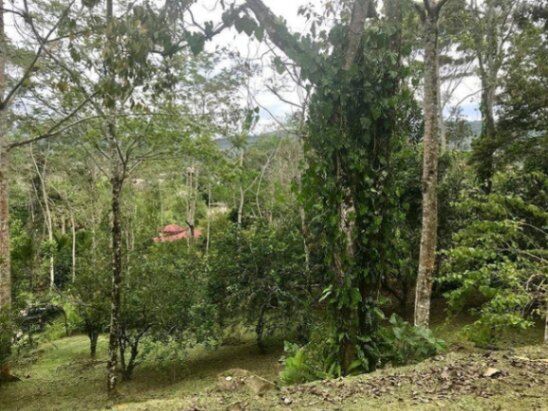 MLS-25-1078 VENTA FINCA LA ISABEL TURRIALBA en La Isabel, Turrialba, Cartago — ₡ 90 000 000