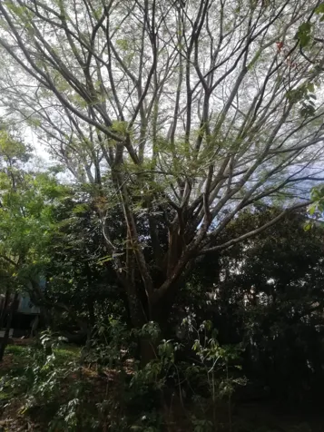 Lote en Santa Ana para Desarrollador en Pozos, Santa Ana, San José — $1,614,080 - Foto 3 de 10