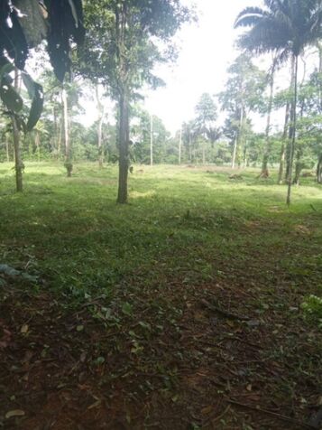 Chilamate | Sarapiquí | Finca 4.6 hcts | Casa en La Virgen, Sarapiquí, Heredia — ₡ 80