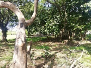 Se vende amplio terreno de 36,5 hectáreas en Nosara Guanacaste 23-2211 en Nosara, Nicoya, Guanacaste — $7,307,900 - Foto 5 de 22