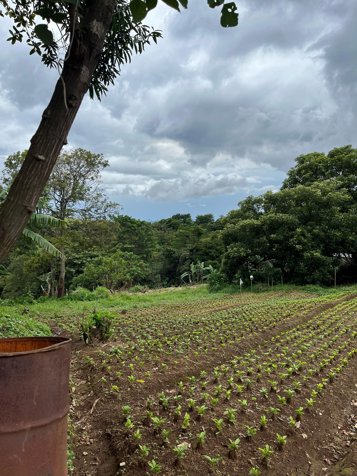 Lot For Sale In San Juan De Grecia, Costa Rica in Grecia, Alajuela — ₡ 50 000 000 - Photo 3 of 6