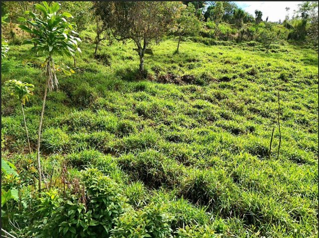 SE VENDE QUINTA EN MIRAVALLES CON HERMOSAS VISTAS Y PLANTEL LISTO PARA CONSTRUIR en El General, Pérez Zeledón, San José — $145,500