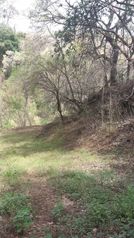 2.2 Ha de bosque cerca del puente del Saprissa