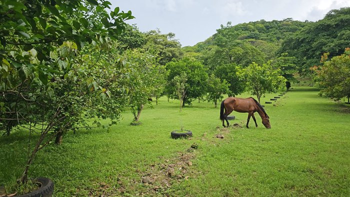 Bella finca de 34 Ha en Sabana Grande Nicoya in Nicoya, Guanacaste — ₡ 200 000 000