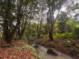 🌿 Terreno en venta El Futuro, La Tigra | 2.773 m²  |  ₡49.000.000 en La Tigra, San Carlos, Alajuela — 49 000 000 ₡ - Foto 3 de 19