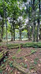 🌿 Terreno a la venta en Guápiles en Guápiles, Pococí, Limón — 25 000 000 ₡ - Foto 5 de 9