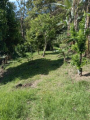 Hermoso Lote en Venta (Palmares) en Zaragoza, Palmares, Alajuela — ₡ 35 000 000