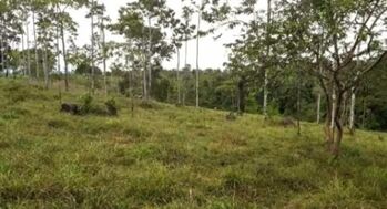 VENTA DE FINCA in San Jorge, Los Chiles, Alajuela — 80 000 000 ₡ - Photo 5 of 7