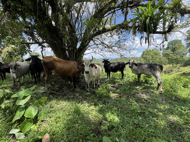 Finca Ganadera lista para producir en San Rafael, Guatuso, Alajuela — ₡ 384 000 000