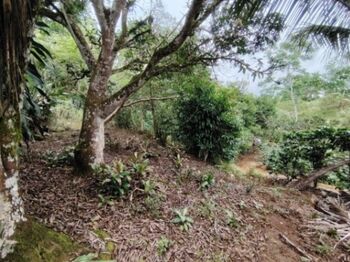 LOTE EN VENTA EN COSTA RICA NATURALEZA Y PRIVACIDAD en San Isidro De El General, Pérez Zeledón, San José — $25,000 - Foto 4 de 18