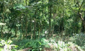 Se vende finca con bosque en zona turística proyecto privado a  en Guápiles, Pococí, Limón — 11 000 000 ₡ - Foto 5 de 13