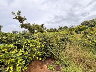 Venta de LOTE disponible para DESARROLLADORES en Santo Domingo-Santo Tomás. RAH 27-776 en Santo Domingo, Santa Bárbara, Heredia — $850,000 - Foto 5 de 11